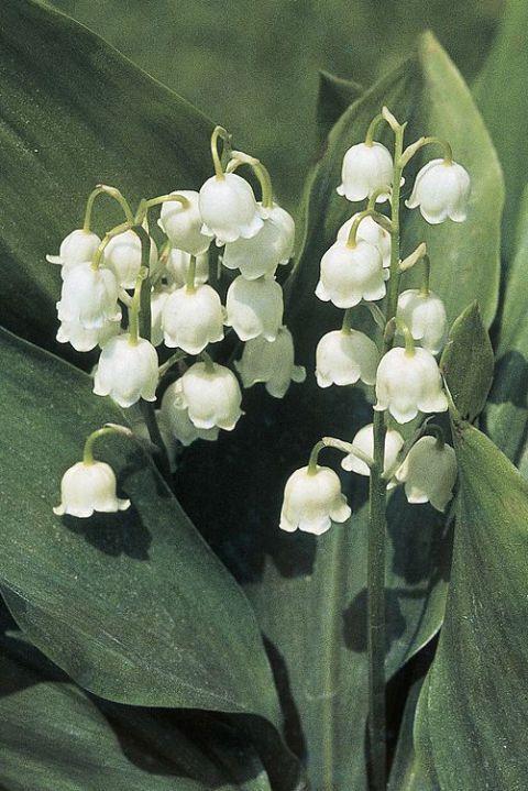 Celestial Breeze Tranquil Floral Symphony